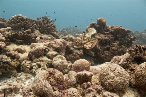 WHY DEAD CORAL REEFS COULD MARK THE BEGINNING OF ‘DANGEROUS’ CLIMATE CHANGE... - Job One for ...