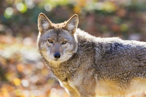 Coyotes Spotted In Westport: PD | Westport, CT Patch