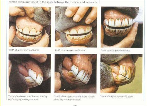 An Illustrated Guide To Horse Teeth And Age | Healthy horses, Horse care, Horse facts