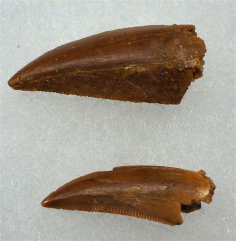 Theropod Dinosaur Teeth for Sale