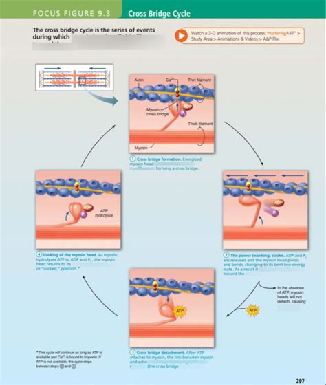 Cross bridge cycle Diagram | Quizlet