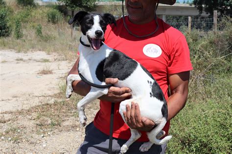 Dogs of Portugal - Rehoming Portuguese Dogs