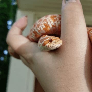 hognose snake on Tumblr