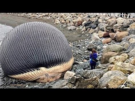 The Exploding Whale Compilation 2017 - YouTube