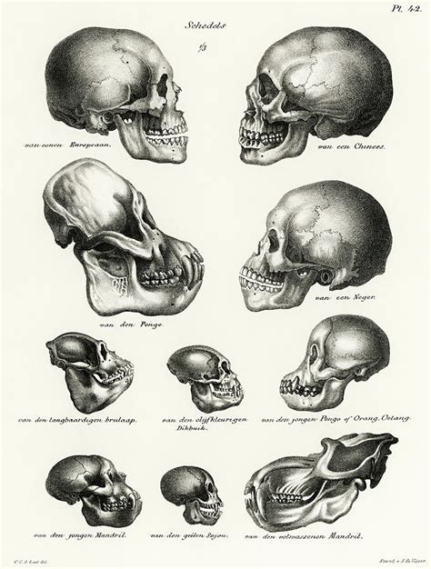 Human Monkey and Ape skulls Drawing by Vincent Monozlay - Pixels