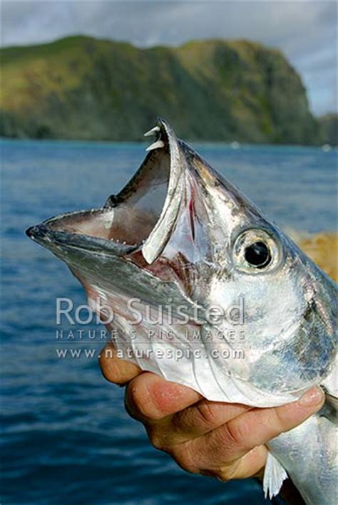 Close up of a Barracouta fish head showing impressive teeth (Thyrsites atun), Marlborough Sounds ...