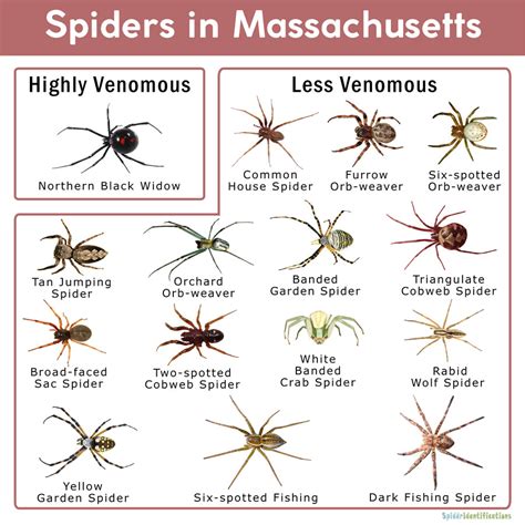 Spiders in Massachusetts: List with Pictures