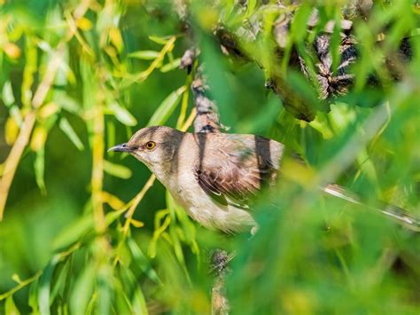 Where Do Northern Mockingbirds Live? (Habitat,… | Birdfact