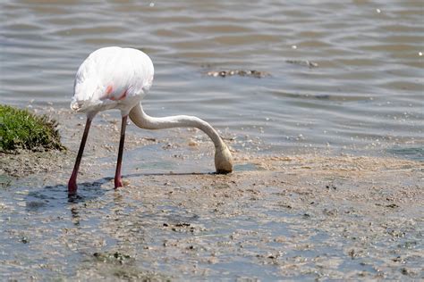 Interesting view of a pink flamingo eating algae with head… | Flickr