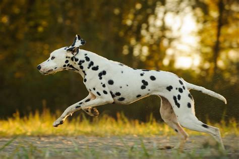 13 Fastest Dog Breeds in the World | Reader's Digest