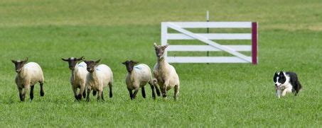 Sheepdog trials let herding dogs do what they were born to do | Herding ...