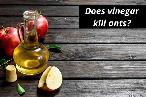 Does Vinegar Kill Ants? NO! Here's How It Really Works