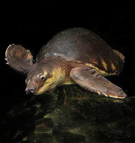 Pig Nose Turtle Photograph by Steve Parella - Fine Art America