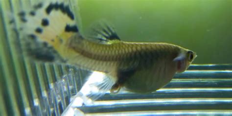 Guppy Fish Breeding Video