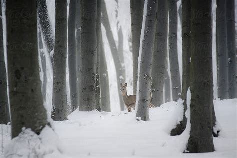 "Deer In Forest In Winter" by Stocksy Contributor "Cosma Andrei" - Stocksy