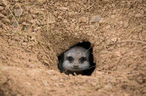 24 Brilliant Burrowing Animals - Flipboard