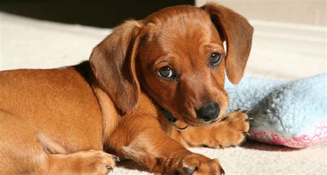 Pix For > Light Brown Wiener Dog | Wiener dog, Aggressive dog breeds, Aggressive dog