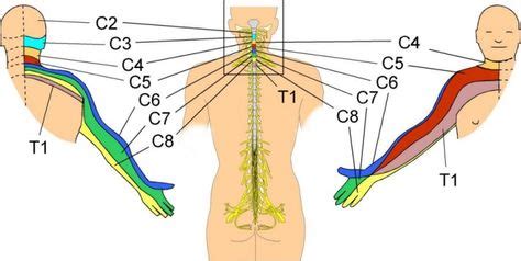 C6 innervates the dermatome of the first palmar finger. | Radiculopathy, Tingling hands ...