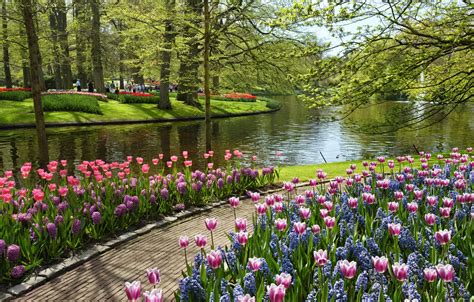 Wallpaper summer, water, flowers, pond, tulips, Park, Netherlands, Netherlands, Keukenhof ...