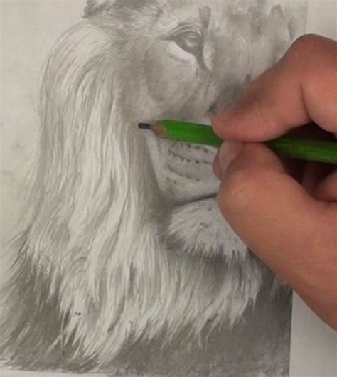 How to Draw a Lion in Pencil — Online Art Lessons