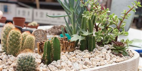 Bored Inside? Make a Succulent and Cactus Planter! | Platt Hill Nursery | Blog & Advice