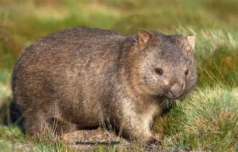 Can you have a Wombat as a Pet? Dangerous or Friendly? Diet, Habitat ...