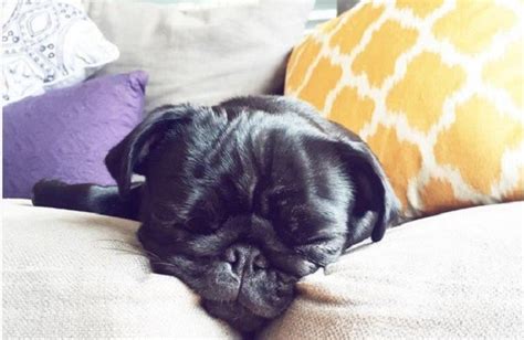 10 Realities New Pug Owners Must Learn to Embrace