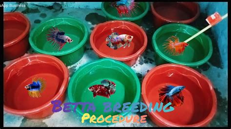 Betta breeding procedure steps (part 1)#viral #breeding - YouTube