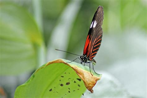 Postman Butterfly Photograph by Tony Murtagh - Pixels