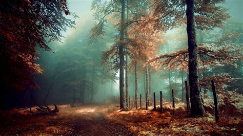 forest, fog, autumn, nature HD Wallpaper