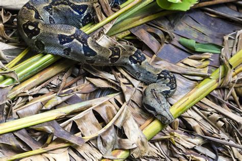 Boidae snake - Costa Rica stock photo. Image of central - 94722458