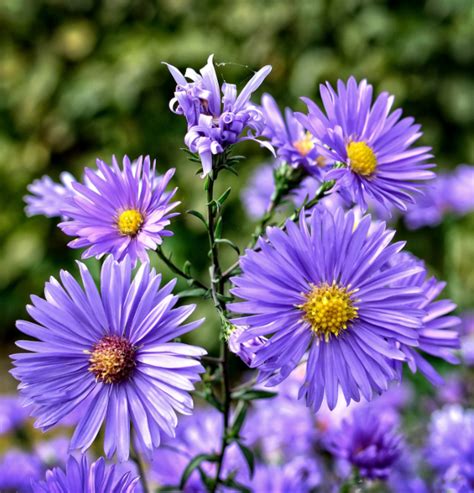 Different Types of Flowers - Aster | Types of purple flowers, Different types of flowers, Types ...