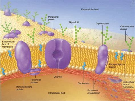 Cell Membrane (Plasma Membrane) – Structure Function and Composition | Plasma membrane, Cell ...