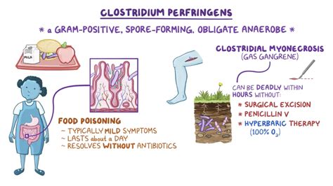 Pin by deepak Kumar on medicine | Pathology, Medicine, Clostridium perfringens