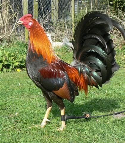 Breed Savers: Standard Old English Game Fowl | Game fowl, English games ...