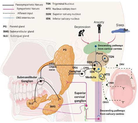 Frontiers Progress In Salivary Glands: Endocrine Glands, 56% OFF