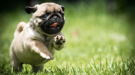 Pug Puppies Wallpaper ·① WallpaperTag