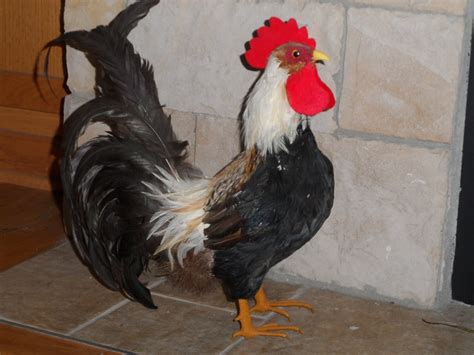 Like-life Banty Rooster with real feathers