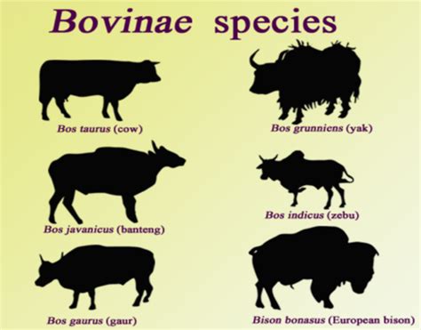 Anatomy of Ruminants, Beef & Dairy Breeds Flashcards | Quizlet Dairy ...