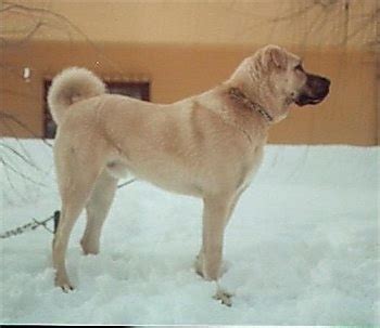 Kangal Dog Breed Information and Pictures