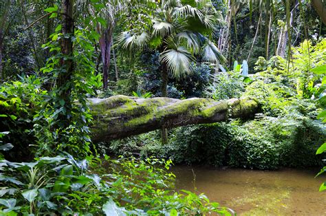 What remains of the Atlantic Forest after destruction, exploitation - Earth.com