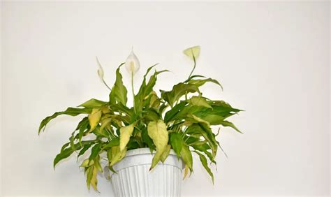 7 Reasons Your Peace Lily Leaves Are Turning Yellow & How To Fix It