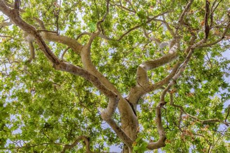 Platanus racemosa (California Sycamore)