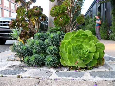 ginormous succulent | Look at these enormous outdoor beauties!! | Succulents, Succulent ...