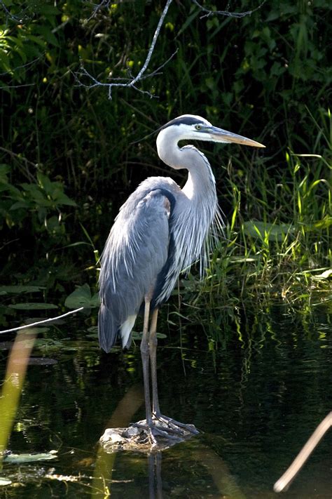 Great Blue Heron Free Stock Photo - Public Domain Pictures