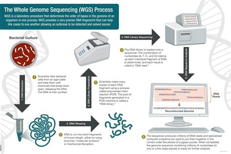 Whole Genome Sequencing (WGS)- Introduction, workflow, Pipelines ...