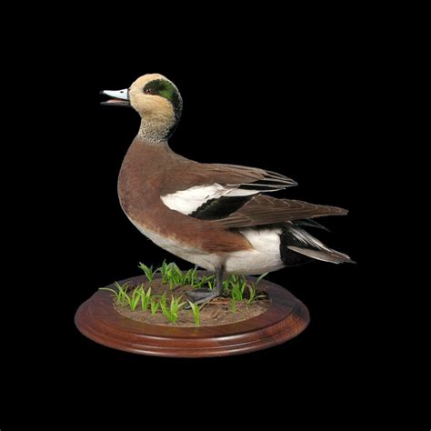 American Wigeon Mounts | Drake Wigeon Mounts | Waterfowl Taxidermy