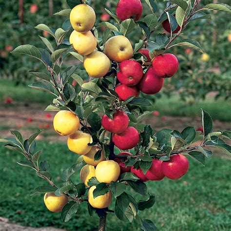 It's Time To Think About Fruit Trees — Sunnyside Nursery