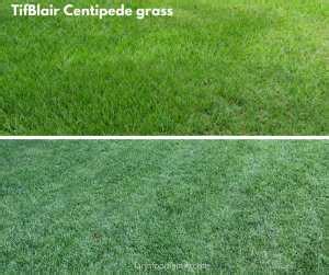 Centipede Grass: Types, Growing, Care Guide, Problems, Diseases