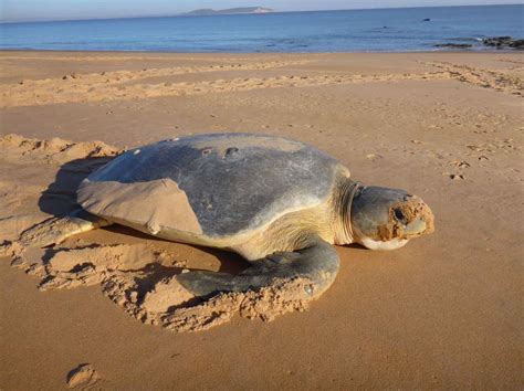 Flatback turtle monitoring program Thevenard Island | Flatbacks